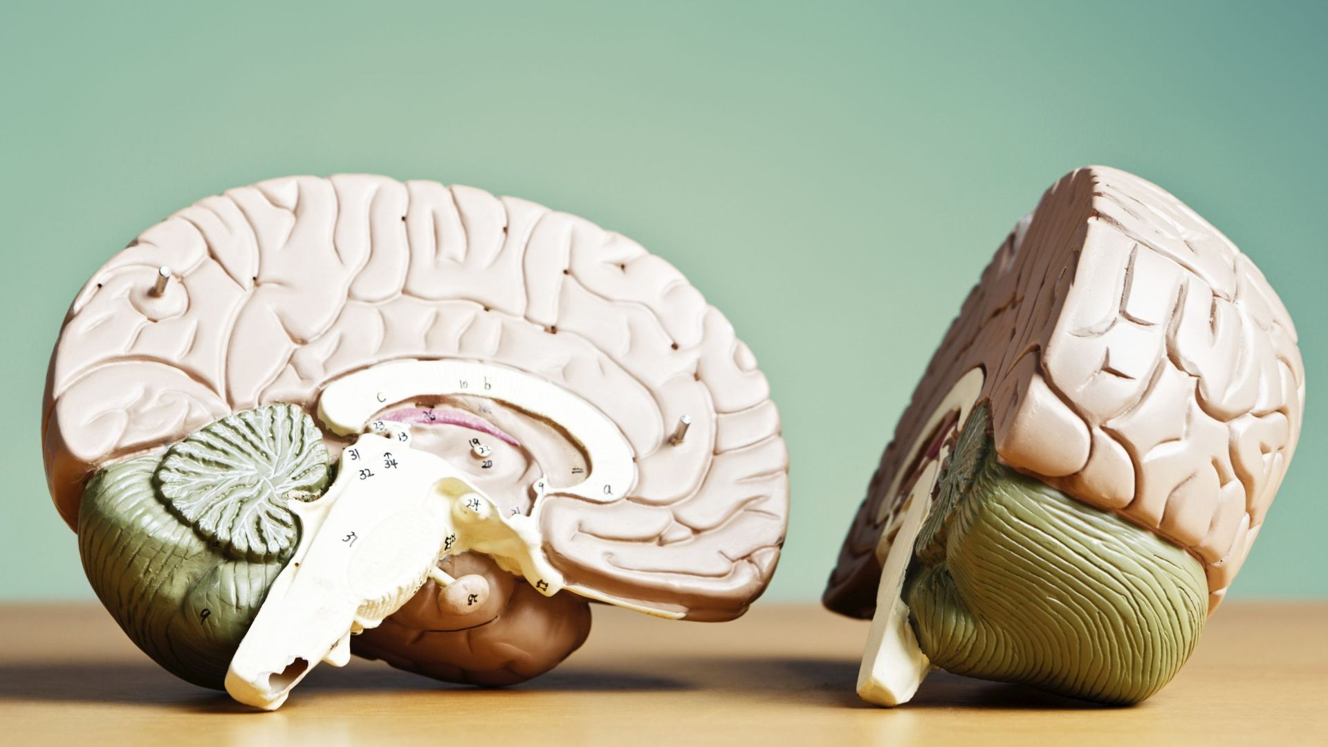 Il cervello adolescente: perché i ragazzi prendono decisioni che gli adulti non sempre comprendono